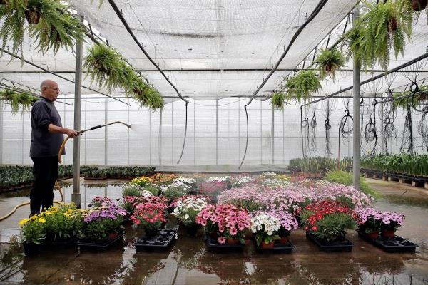 
Los viveros de flores y plantas se modernizarán con 120 millones en ayudas directas de los fondos europeos