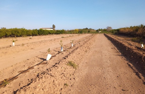 La Asociación de Agricultores de Nules denuncia una oleada de robos en los huertos de la localidad