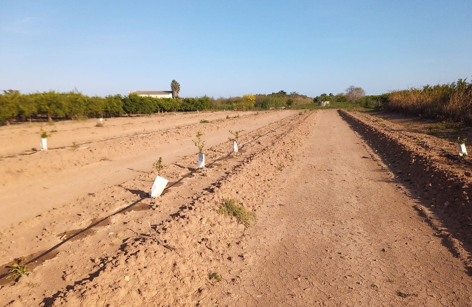La Asociación de Agricultores de Nules denuncia una oleada de robos en los huertos de la localidad