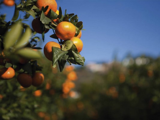 Un agricultor murciano le gana la partida al rey de Marruecos por la mandarina Nadorcott