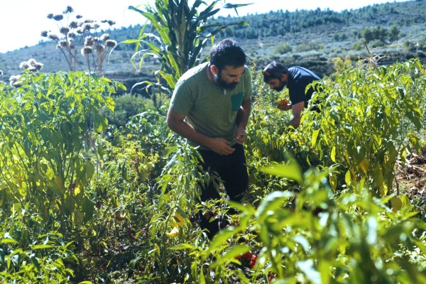 Señor Salvaje: dos amigos locos por los chiles que han cultivado 70 tipos entre Chelva y Godella