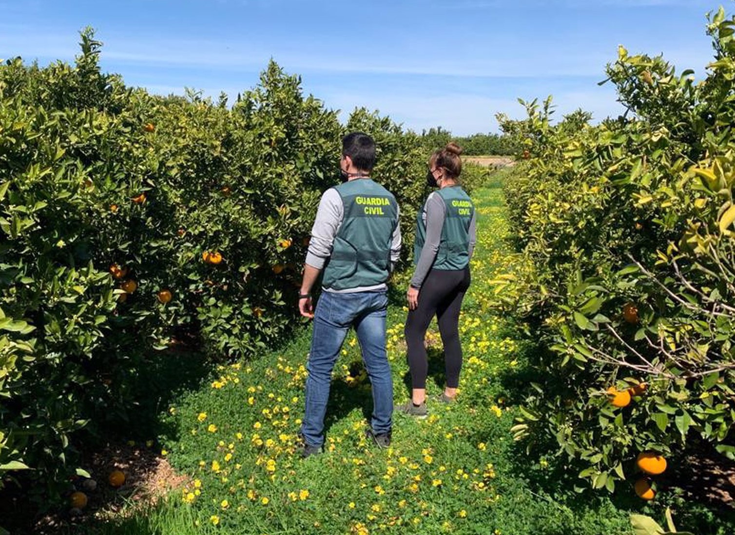 La Unió denuncia los primeros robos de naranja en Castelló ya en el inicio de la campaña