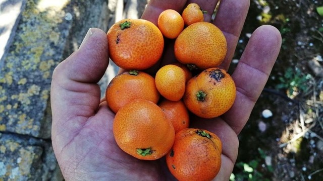 Sudáfrica incumple las recomendaciones europeas para la producción y transporte de cítricos sin plagas 