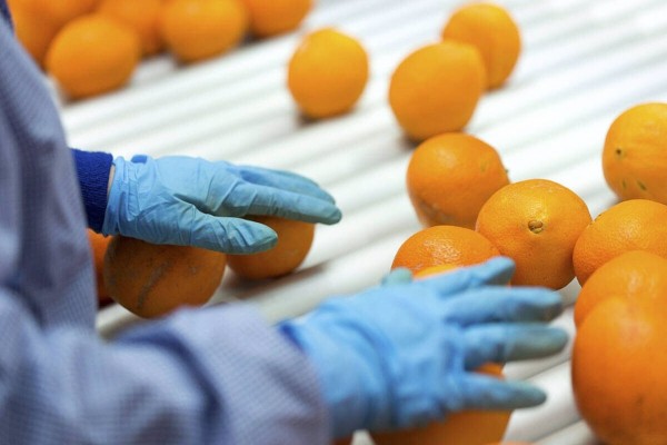 Fontestad eleva un 7,6% su facturación hasta los 207,8 millones y gana 7 millones