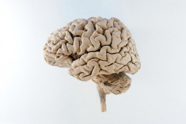 El cerebro humano se adapta a los distintos entornos