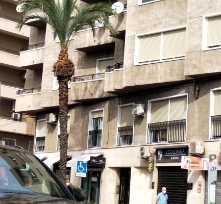 A golpe de motosierra: así estaba podando palmeras una contrata en Elche, Mantenimiento lo ha paralizado