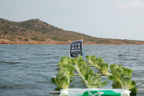 Lechugas en el Mar Menor: plantación simbólica de Ecologistas en Acción para protestar por la contaminación