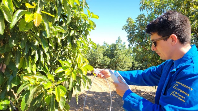 Eurosemillas lleva a Fruit Attraction su proyecto internacional de mejora de aguacates, Green Motion