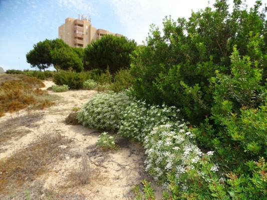 Las alternativas a Monte Blanco: un solar municipal en Cabo de Palos como destino para la guardería