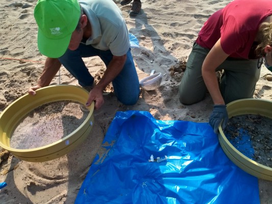 La limpieza de playas en El Campello saca 'a relucir' cientos de microplásticos en dos metros de arenal