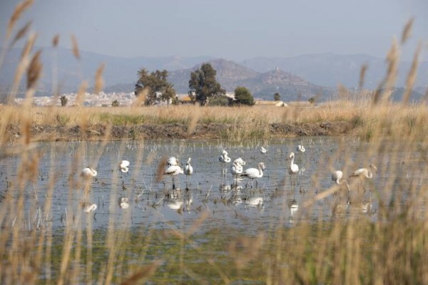 El Consell declara zonas especiales de conservación la Marjal de Almenara y la Playa de Moncofa 