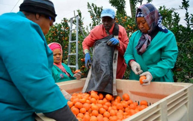 Sudáfrica acumula toneladas de cítricos en sus almacenes y no sabe si podrá exportarlas a Europa