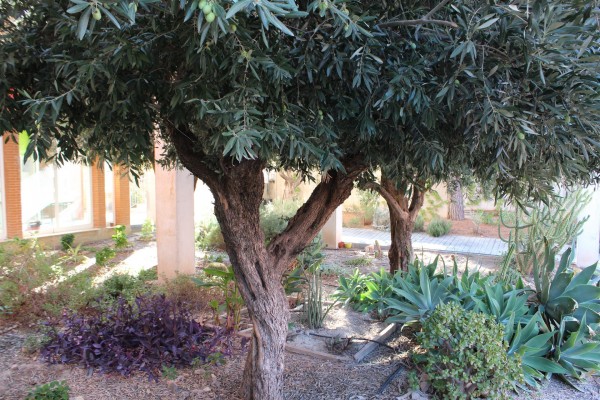 El IES La Basílica de Algezares premiado por su proyecto de gestión medioambiental