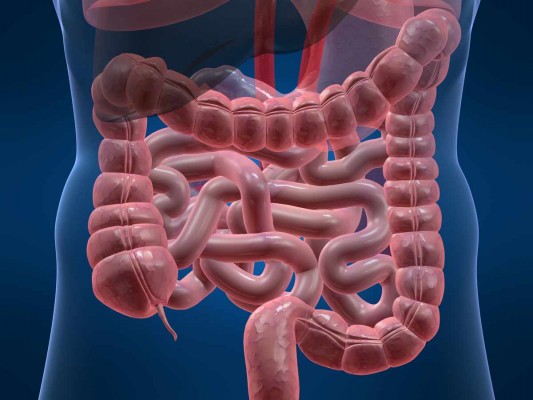 Descubren que el intestino tiene una reserva de células madre resistentes a la quimioterapia