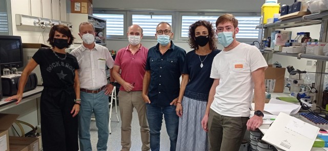 Crean un método de poda mecánica para reducir la alternancia de cosechas en cítricos