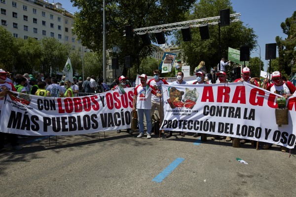 Murcia (y otras seis comunidades) se rebela contra la prohibición de cazar lobos