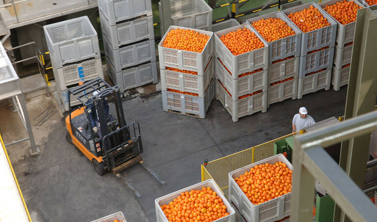 Rusia prorroga el veto a los cítricos y otras frutas y verduras europeas y el campo lamenta las pérdidas