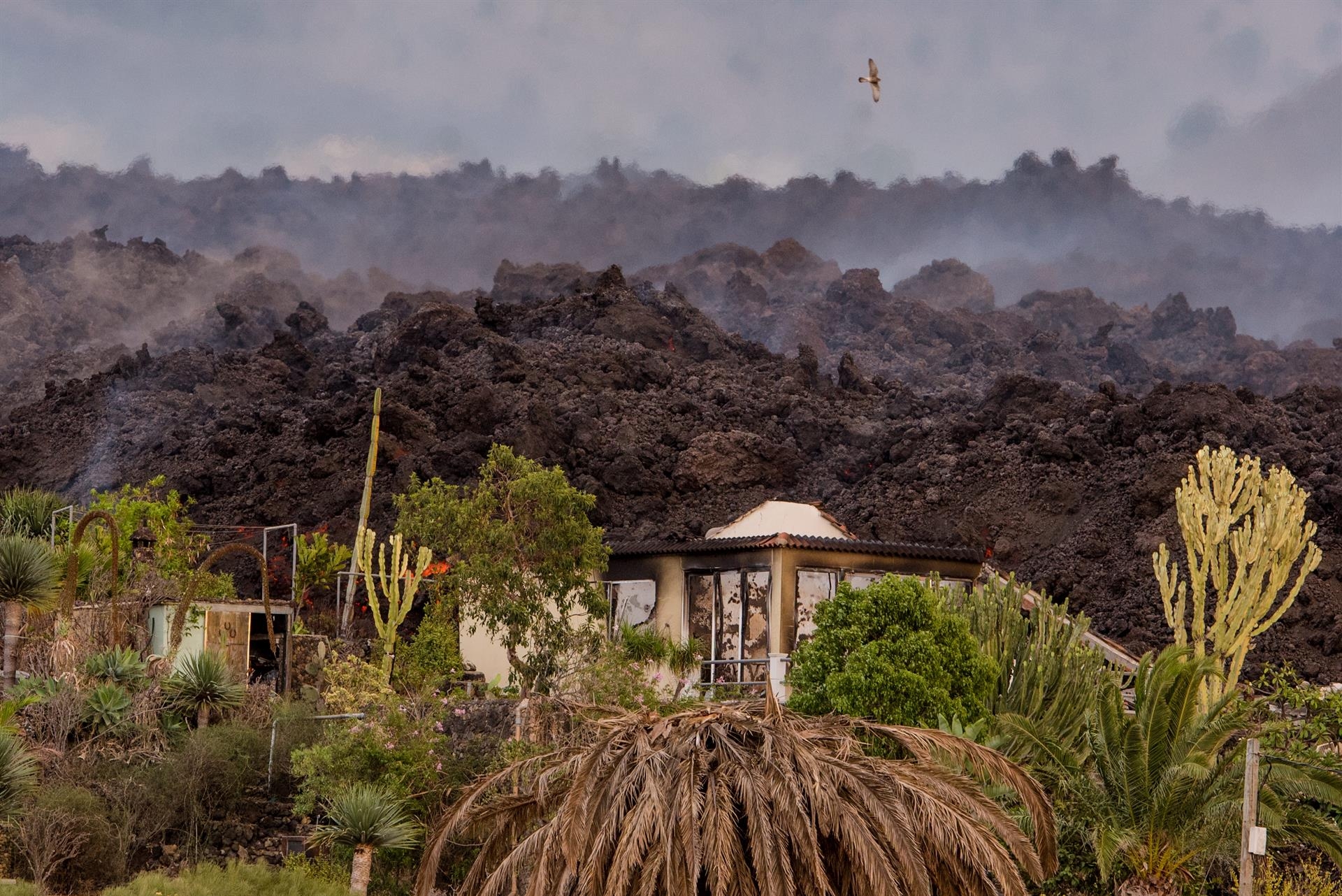 La lava cubre más de 100 hectáreas en La Palma y arrasa 156 edificaciones, según Copérnicus