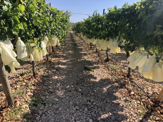 Mercadona comprará 7.200 toneladas de uva del Vinalopó este año: un 3% más