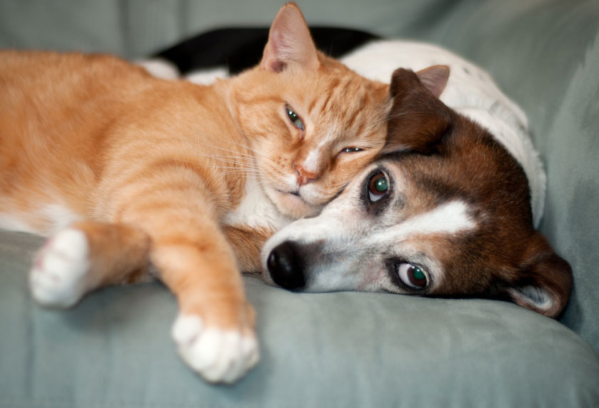 ¿Es perjudicial dormir con tus mascotas?