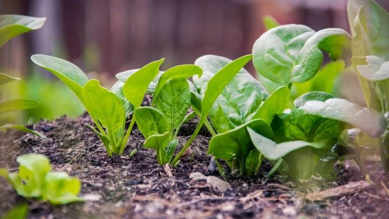 Descubren una molécula microbiana que convierte las plantas en 'zombis' y retrasa su envejecimiento
