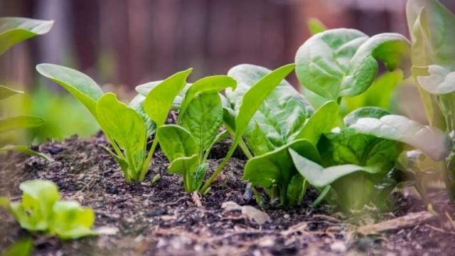 Descubren una molécula microbiana que convierte las plantas en 'zombis' y retrasa su envejecimiento
