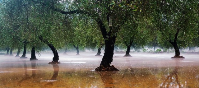 El pedrisco del jueves daña campos de olivar, almendro, cítricos, viña y caqui
