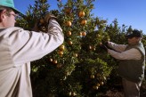 Los pequeños cítricos acusan competencia y merma productiva: Castellón acumula una caída del 21% en el volumen exportado