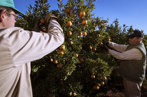 Los pequeños cítricos acusan competencia y merma productiva: Castellón acumula una caída del 21% en el volumen exportado