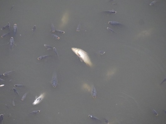 ANSE denuncia un episodio de mortandad masiva de peces en el embalse de los Rodeos