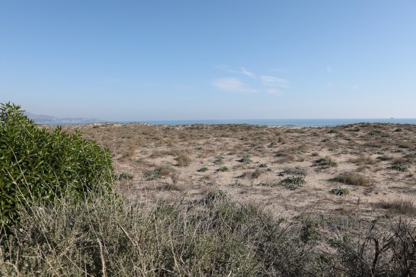 Castelló celebrará el Día Mundial Marítimo con una suelta de tortuga y la limpieza del Serradal