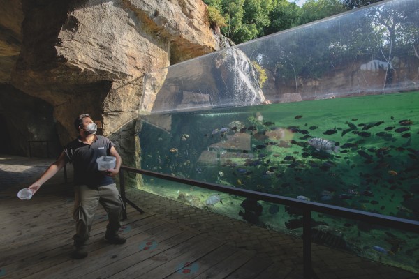 Bioparc, el amanecer 
en la selva