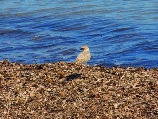 Recuperar fauna al litoral