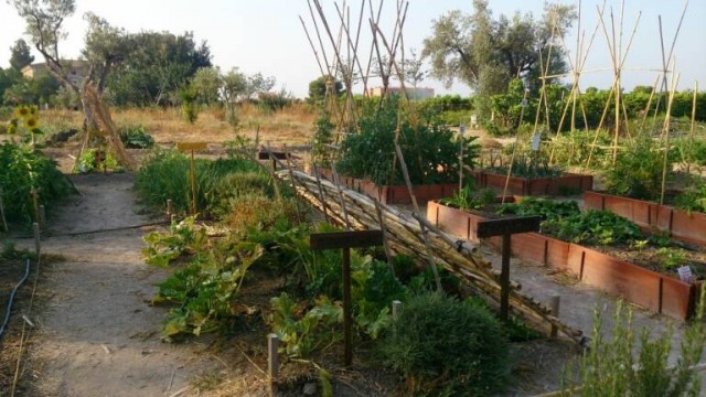 Mutxamel abre el plazo para solicitar parcelas en el huerto urbano municipal
