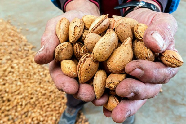 Pronósticos favorables para la almendra murciana: arranca la campaña con buenos precios de mercado