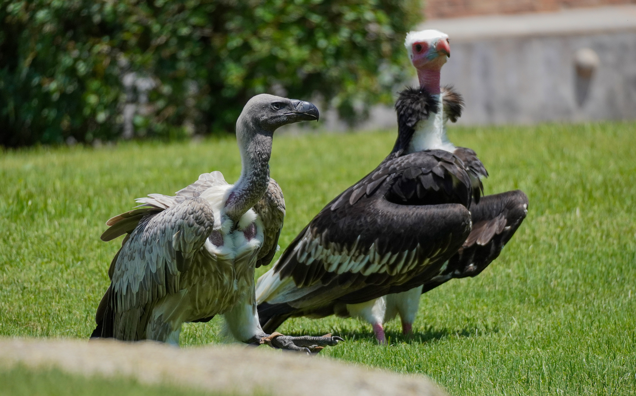 Buitres. Foto: BIOPARC VALENCIA - 