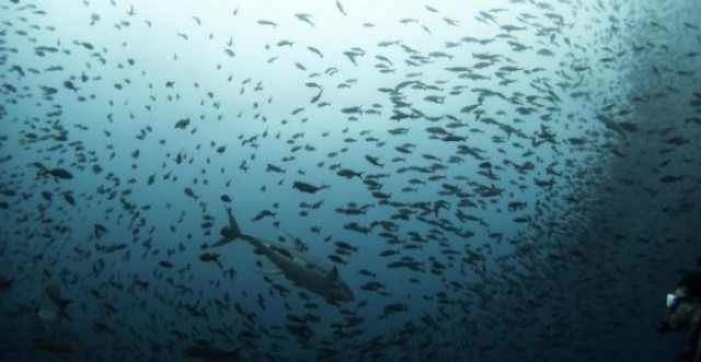 El Mediterráneo ha perdido un 34 % de sus peces y un 41 % de focas