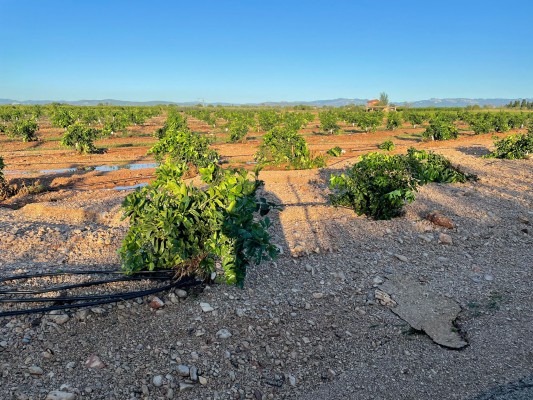 AVA-Asaja alerta de que hay campos que han perdido toda la cosecha en Vinaròs y pide ayudas