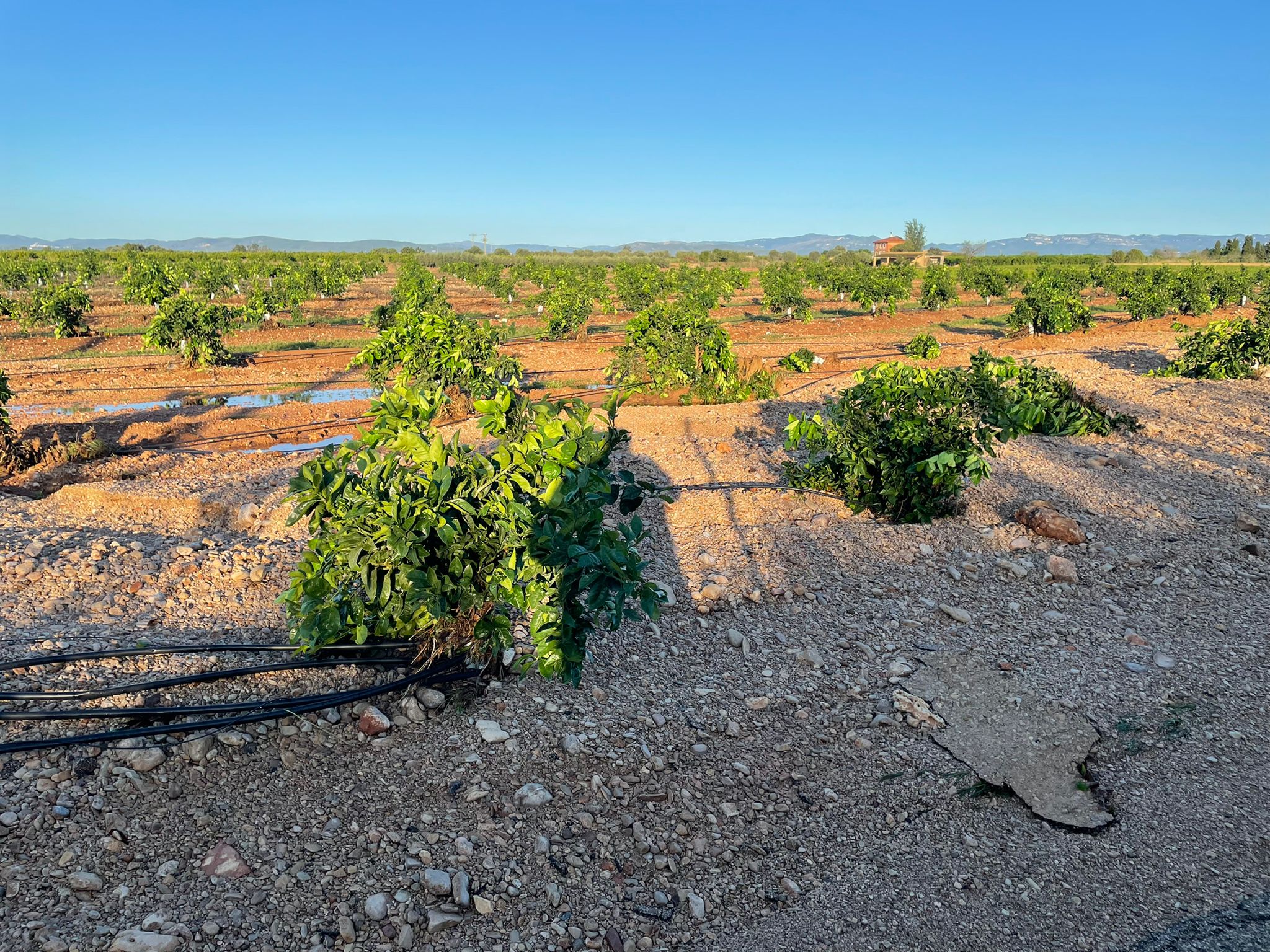 AVA-Asaja alerta de que hay campos que han perdido toda la cosecha en Vinaròs y pide ayudas