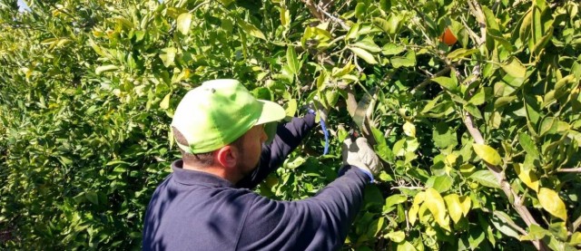  La Unió se une a la patronal citrícola y exige el tratamiento en frío para la fruta sudafricana