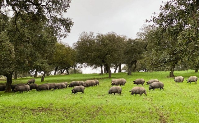 Porcisan entra en la élite del sector porcino nacional: factura 82 millones de euros y crece un 33%