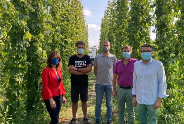 El cultivo de lúpulo alcanza las 18 toneladas en la Región