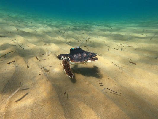 Récord de seguimiento por satélite de una tortuga boba: más de 5.000 kilómetros desde Calblanque