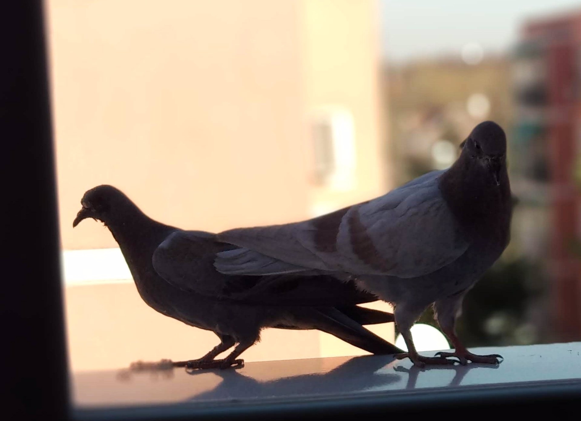 Palomas. Foto: EUROPA PRESS - 