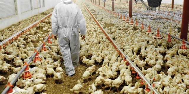 Los vecinos no consiguen frenar una granja para 22.400 pollos en Fuente Álamo
