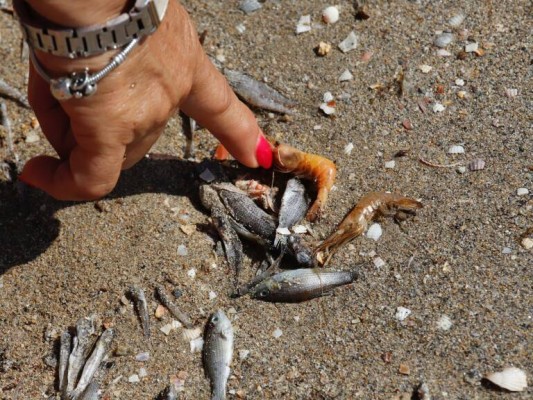 Quince toneladas de peces y algas: ese es el episodio de mortandad en menos de dos semanas