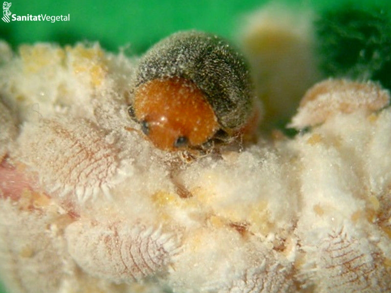 Agricultura invierte 300.000 euros en la lucha contra el cotonet con la compra de parásitos