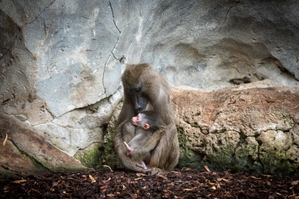 Nace en Bioparc Valencia un dril, uno de los primates más amenazados de África
