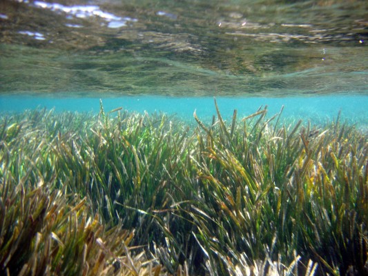 La Región será destinataria de un proyecto formativo en la protección de especies marinas