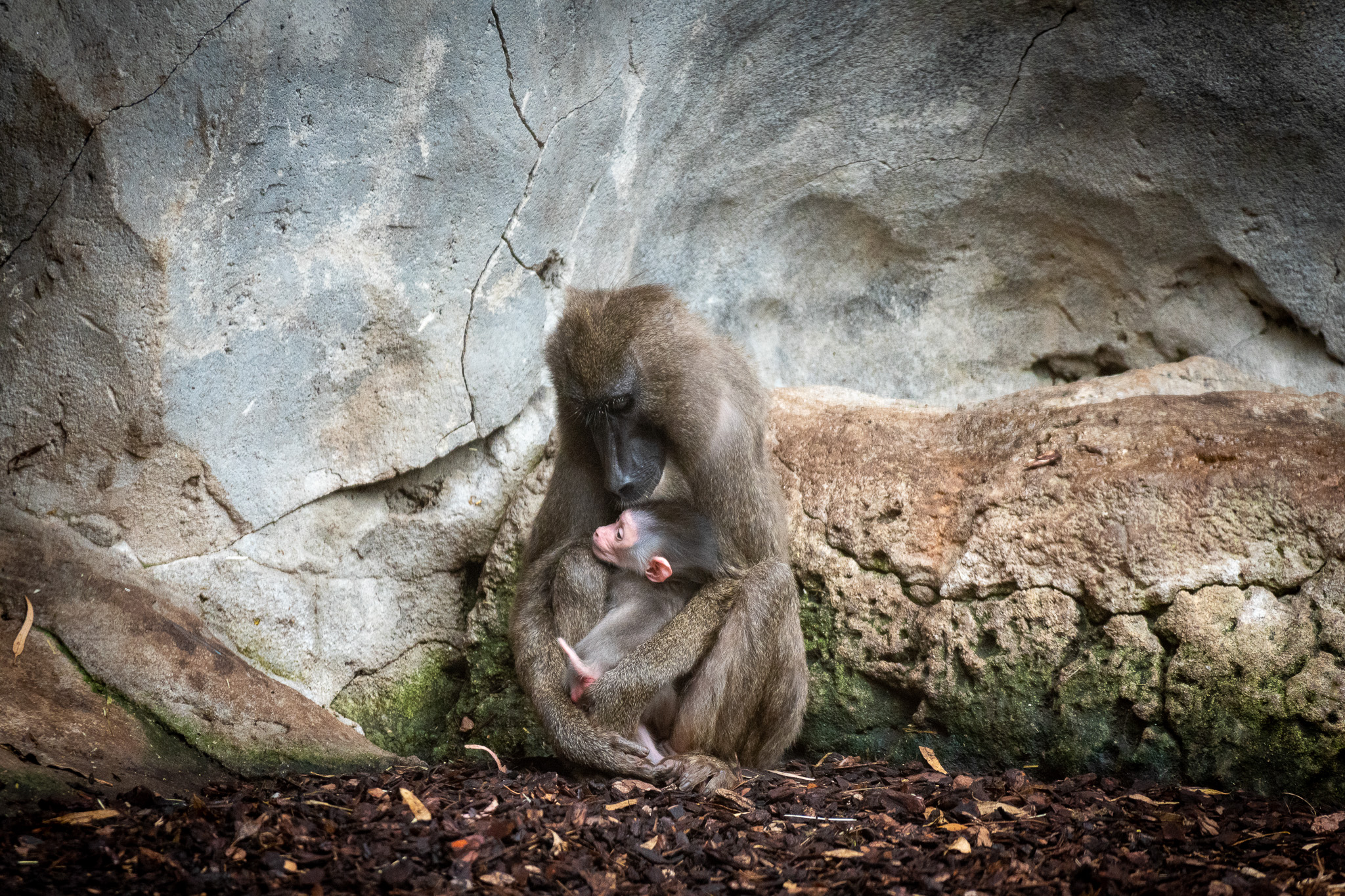 Cría de dril con su madre en Bioparc. Foto: BIOPARC VALENCIA - 